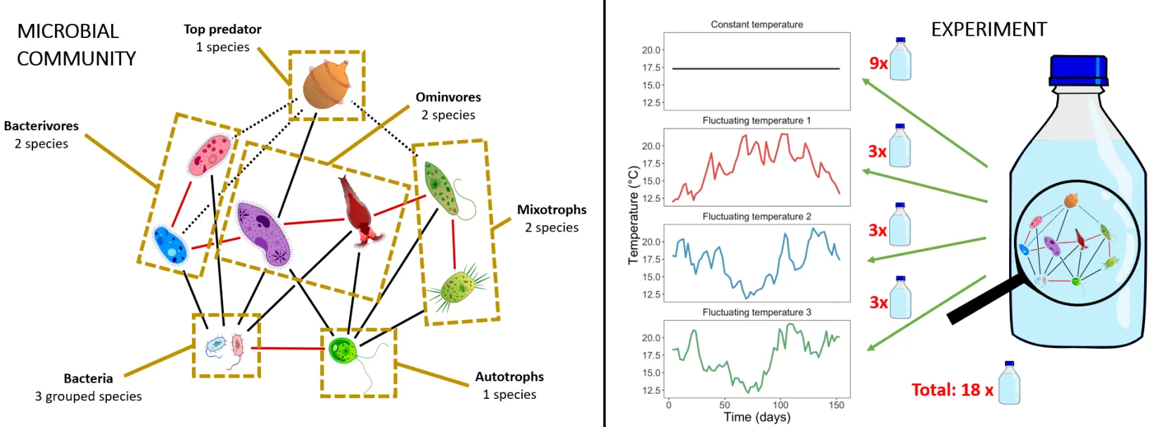 Left: the microbial food web annotated by functional group, from three grouped bacteria and an autotroph up to a top predator. Right: the constant and three fluctuating temperature series, and the eighteen experimental bottles.