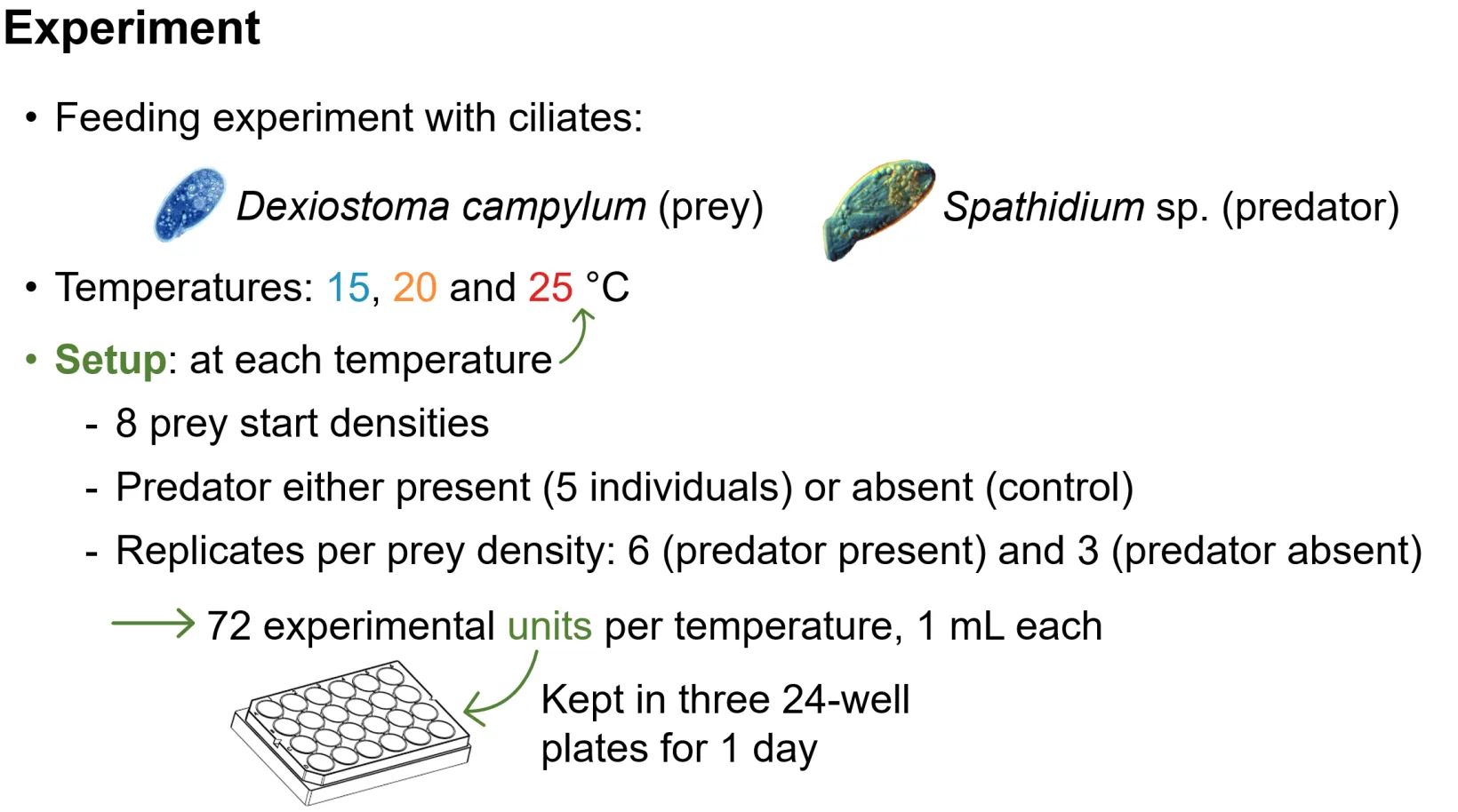 Schematic of the feeding experiment: the two ciliate species, three temperatures, eight starting prey densities, predator present or absent, 72 wells per temperature.